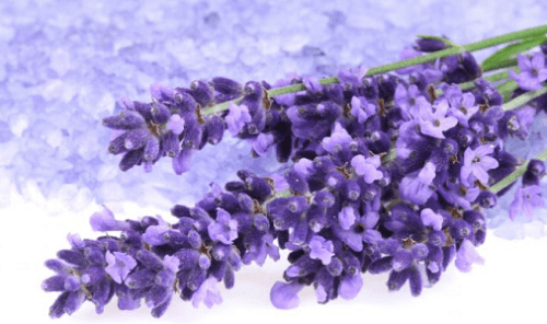 lavendel