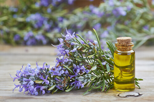 lavendel