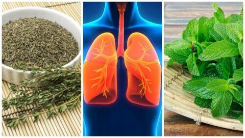 8 urter som kan gi deg bedre lunger