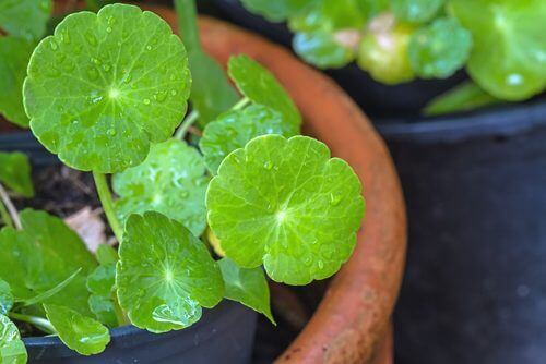 Hva er Gotu kola og hvordan bruker du det?