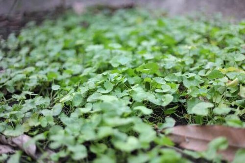 Gotu kola