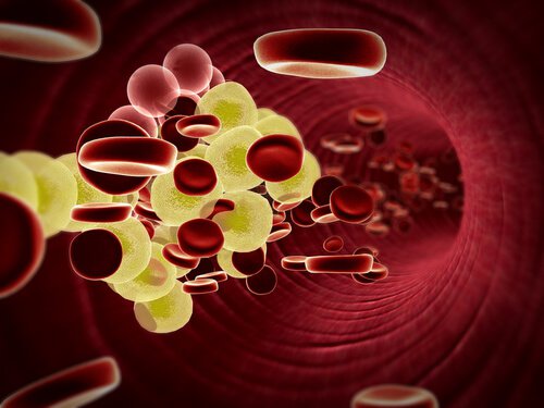 røde og hvite blodceller