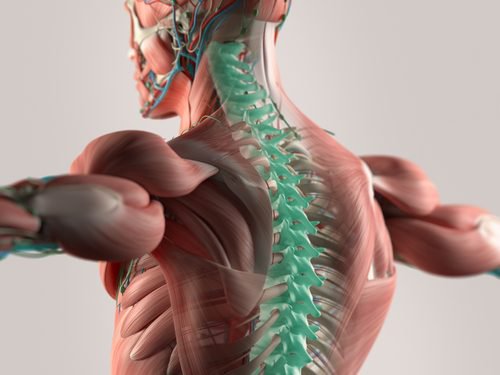Nye studier viser at mikrofibre kan bidra til å rekonstruere ryggraden