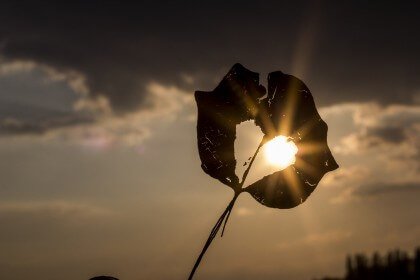 blad med hjerteformet hull