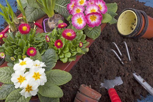 Planter i hage