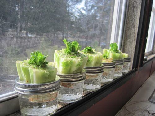Få grønnsaker til å vokse igjen: Salat