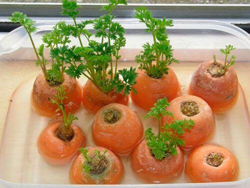 dyrk gulrøtter hjemme