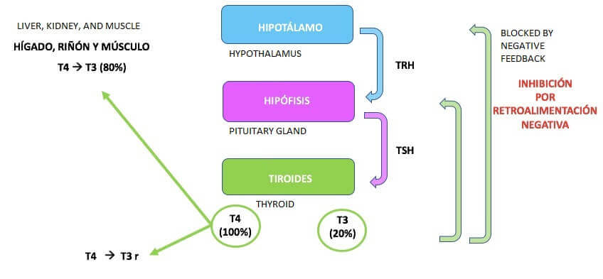 hypotyreose