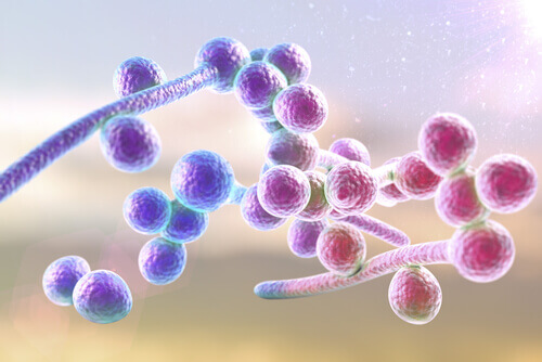 Hva er candidiasis?
