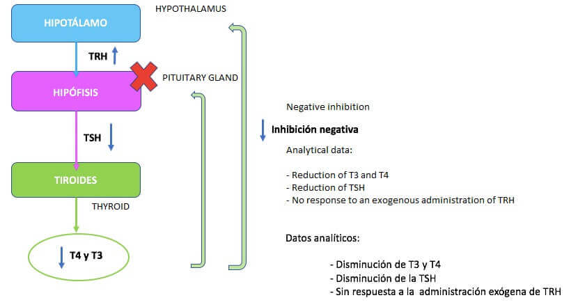 Sekundær hypotyreose
