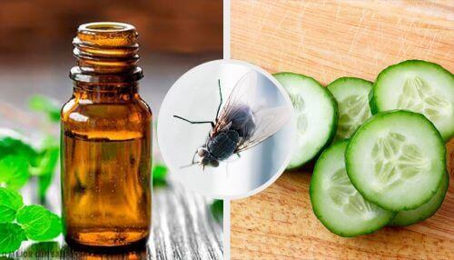 Hold fluene i sjakk med disse 7 naturlige insektmidlene