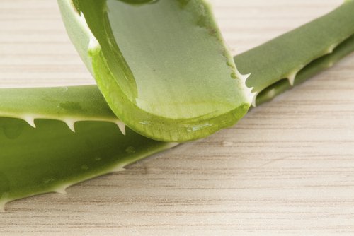 Aloe vera