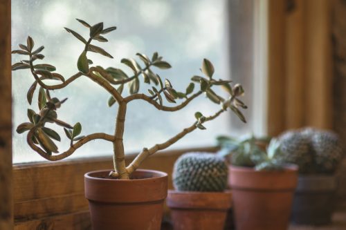 7 fordeler med å ha en plante hjemme