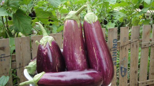 10 helsemessige fordeler med aubergine