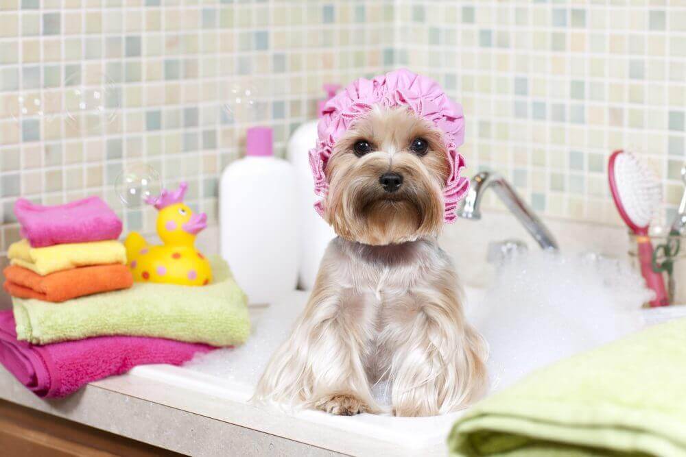 Hund med dusjhette