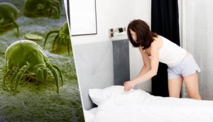 7 tips for å bli kvitt midd i huset