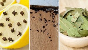 Bli kvitt irriterende insekter ved hjelp av naturlige ingredienser