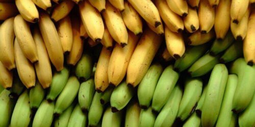 Tre ernæringsmessige forskjeller mellom bananer og kokebananer