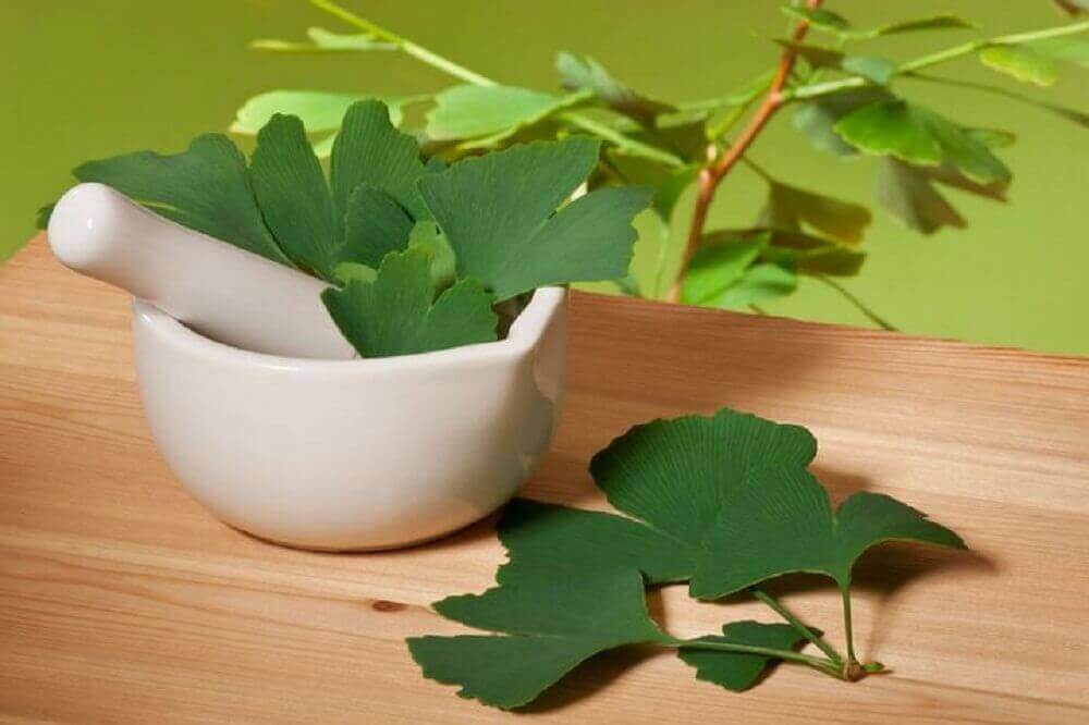 Ginko biloba