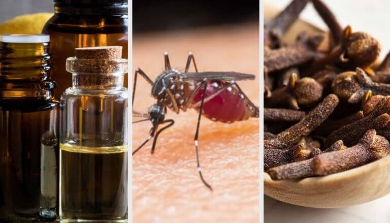 9 aromaer for å bekjempe mygg