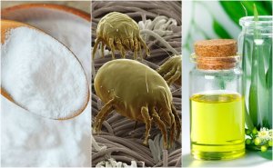 4 effektive løsninger for å eliminere midd i hjemmet