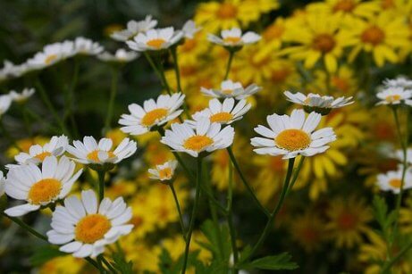 Kamilleblomster