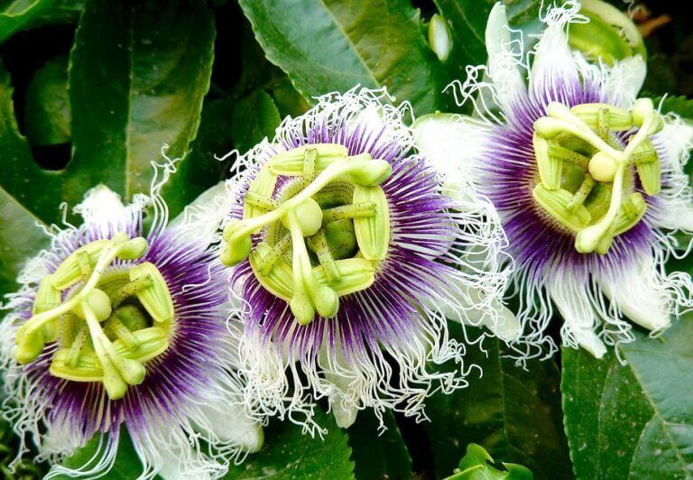 pasjonsblomst mot angst