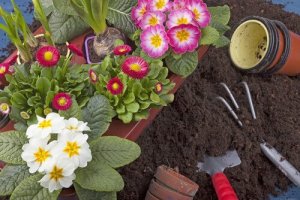 Lettstelte planter til hagen - 10 eksempler