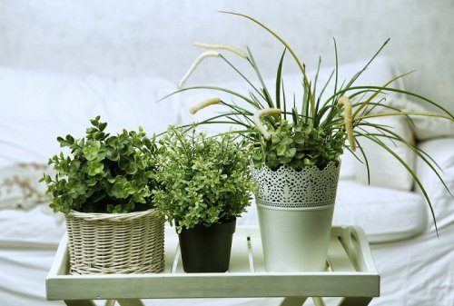 Planter på soverommet