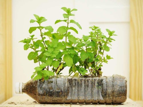 Flasker som planteholdere