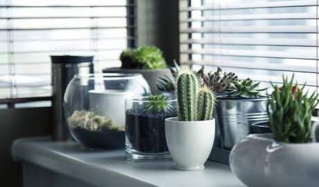 Fem forskjellige ideer til å plante en kaktus