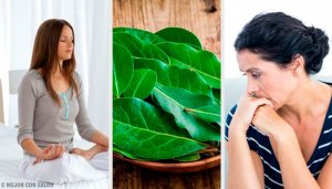 7 fordeler med laurbærblad som du ikke visste om