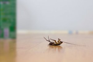 4 tips for å fjerne kakerlakker uten bruk av insektmidler