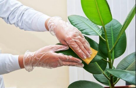 Lær hvordan du kan rengjøre bladene på inneplanter