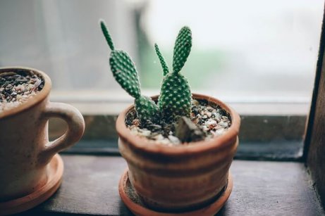 Kaktus i kopp