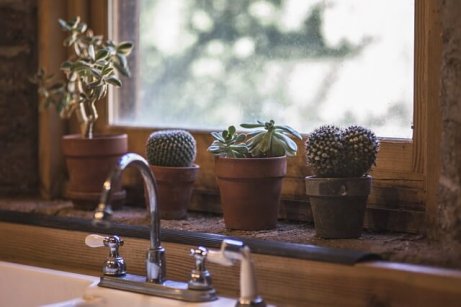 Kaktuser i kjøkkenvindu