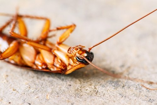 Kakerlakk på ryggen