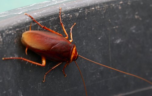 Kakerlakker i hus