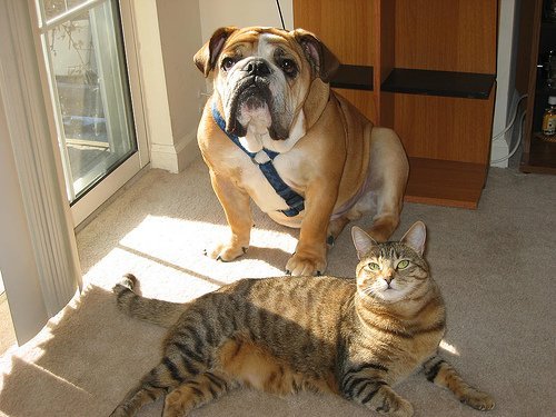 Hund og katt