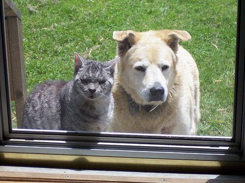 Hund og katt