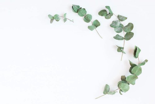 Eukalyptus