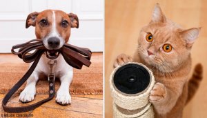 Hvilket kjæledyr er mest gunstig for helsen?