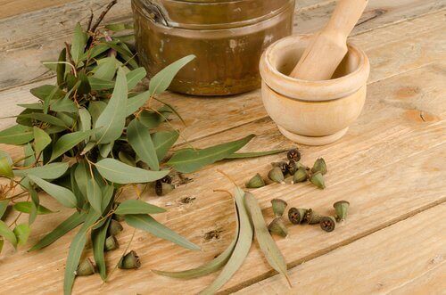 Eukalyptus
