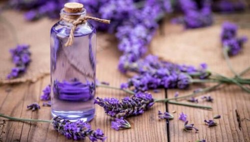 lavendel