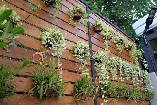 Fire ideer for å forvandle en vanlig vegg til en vertikal hage