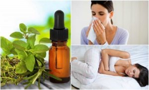 8 naturlige og medisinske bruksområder for oreganoolje