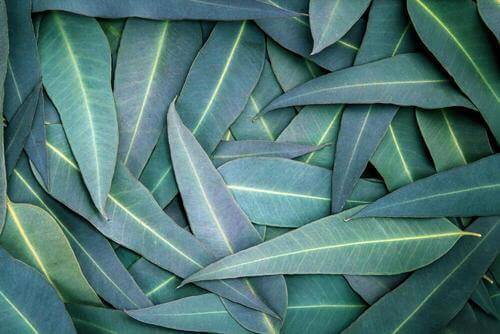 5 eukalyptus-behandlinger mot respirasjonsproblemer