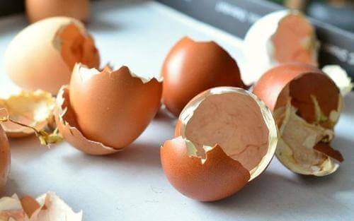 Eggeskall