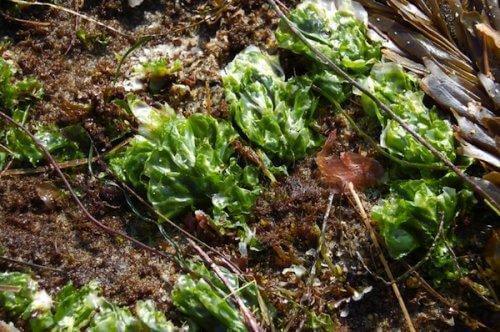 Naturlig kompost med alger