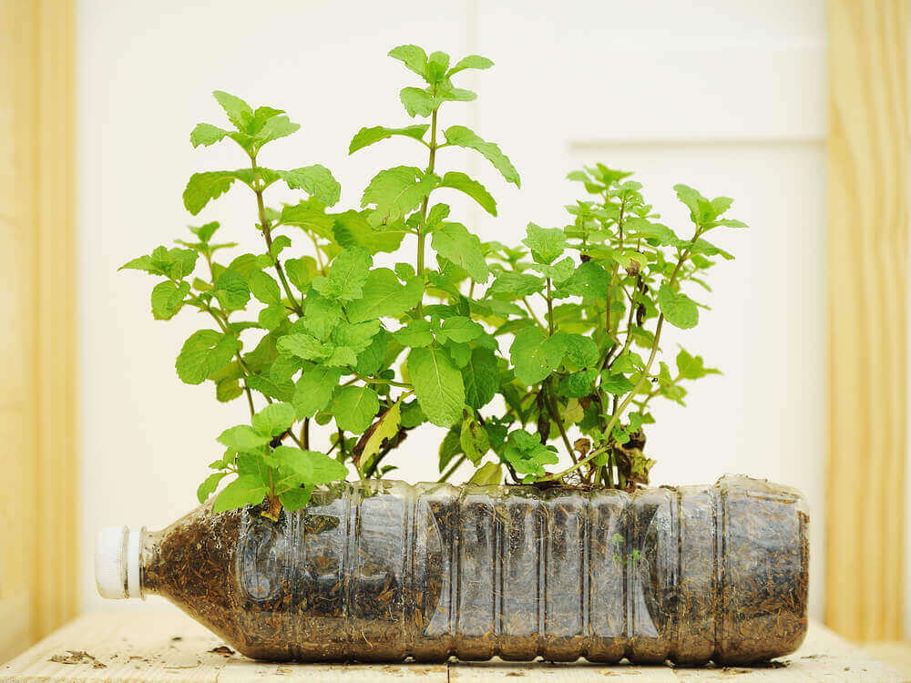 grønne planter i potte av plastflaske